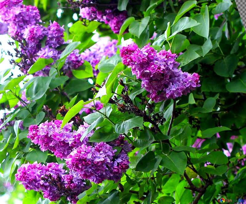 Cover. Bright blossoming lilac bushes. №37455