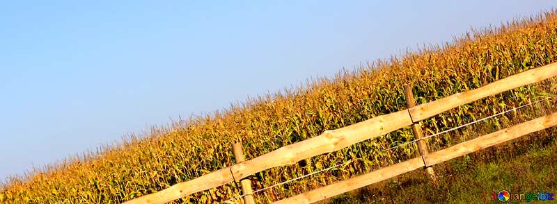 Cover. The corn field behind the fence. №36641