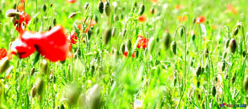 Cover. Field of flowers poppy. №34245