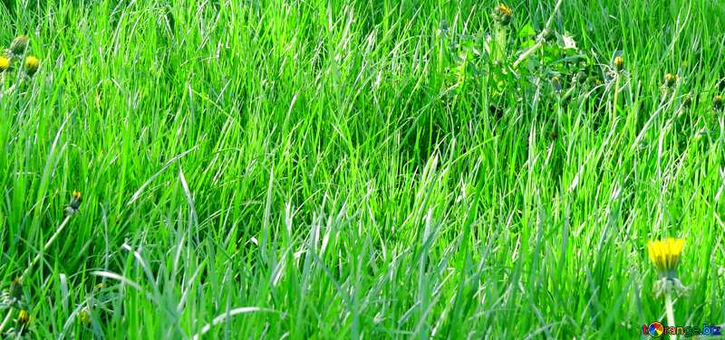 Cover. Green grass. №31129