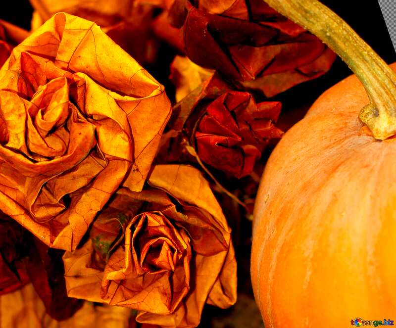 Cover. Pumpkin in the fall. №36021