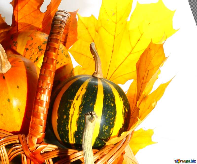 Cover. Pumpkins in the fall. №35297