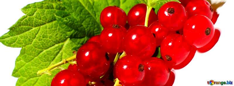 Cover. Red currant isolated on white background. №33230