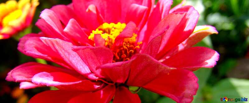 Cover.  zinnia - the summer flower . №3226