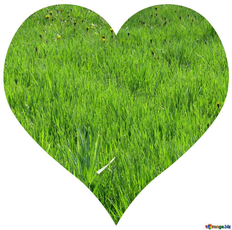 Heart of Lawn grass №31126