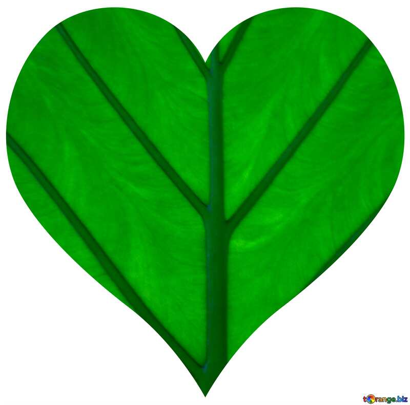 Heart of leaf №29286