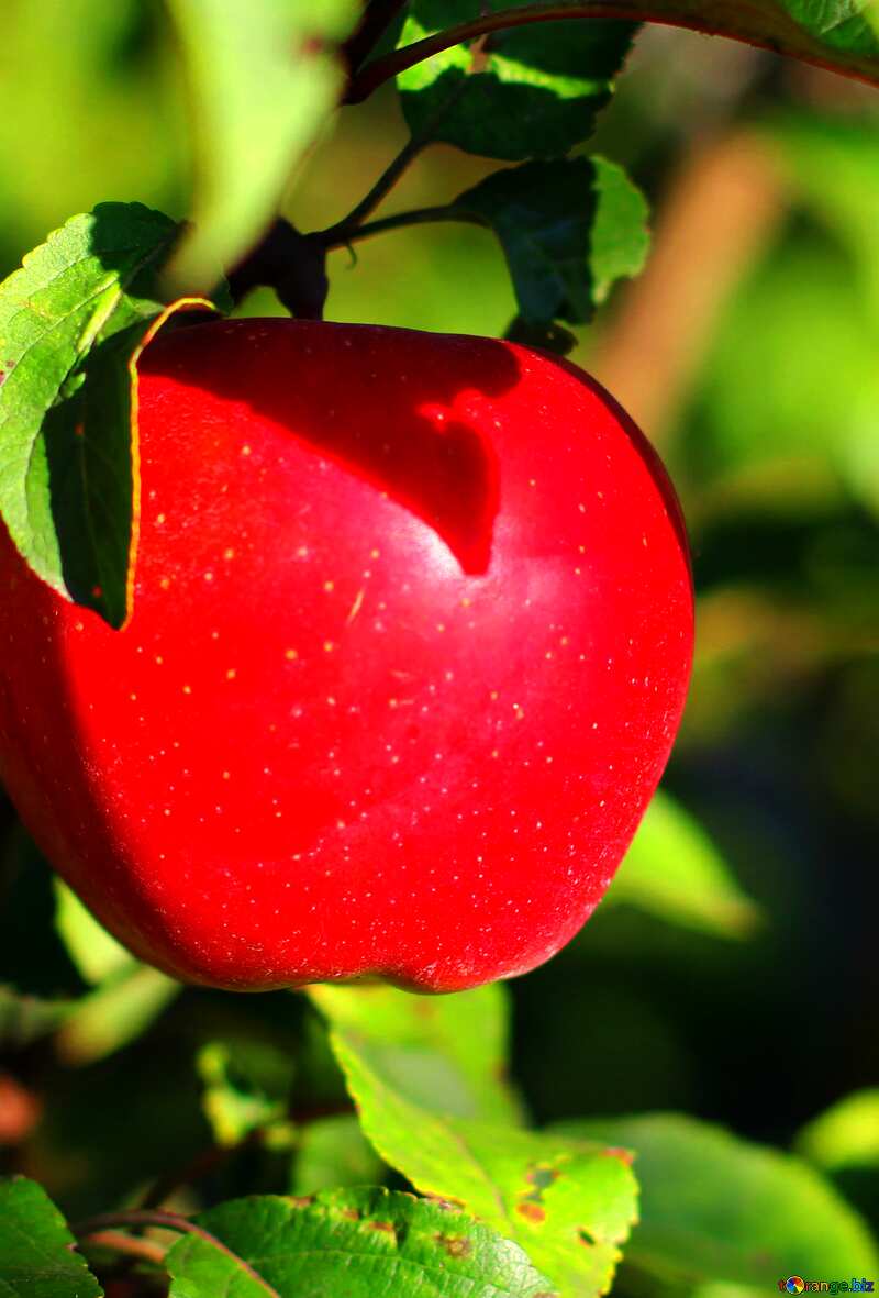 Roter Apfel am Baum. 