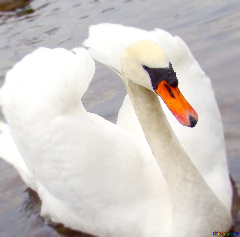 Image for profile picture White Swan folded its wings in the form of heart on the background of ducks.. №385