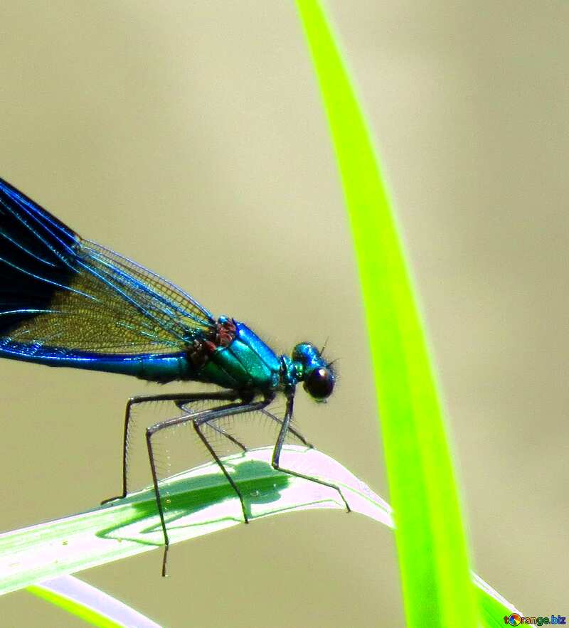 Image for profile picture A beautiful dragonfly. №33271