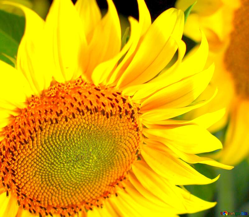 Image for profile picture Beautiful flowers of sunflower. №32817