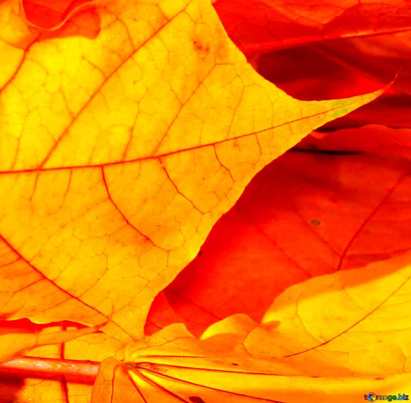 Image for profile picture Big autumn foliage. №35447