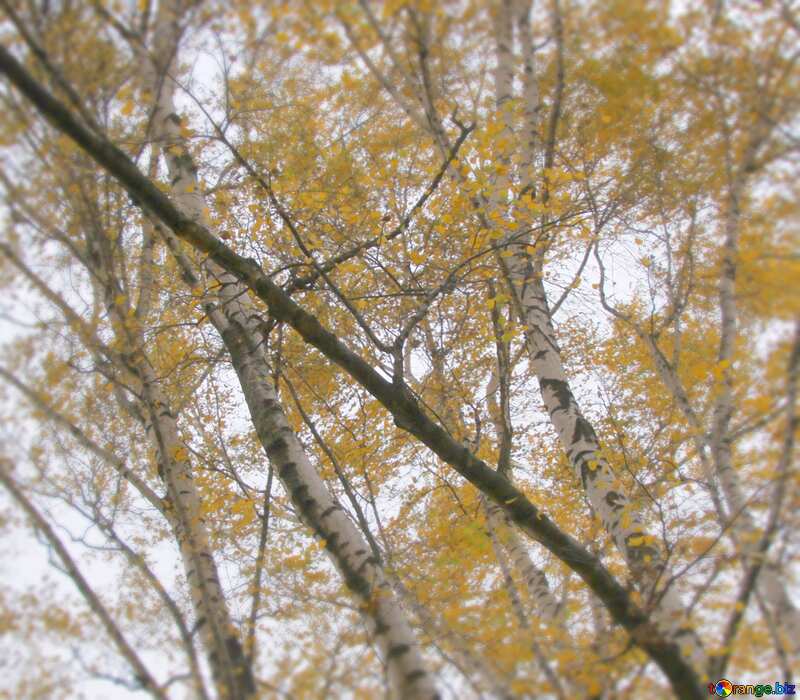Image for profile picture Birches in autumn. №3333