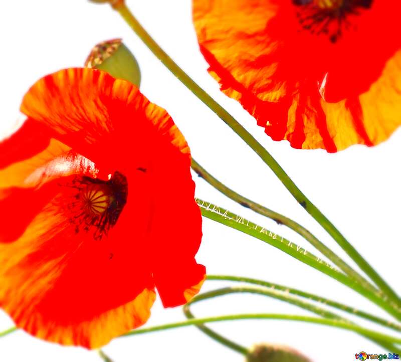 Image for profile picture Bouquet of poppies without background. №37135