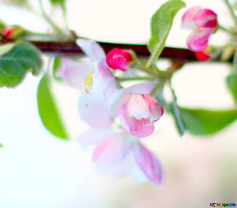 Image for profile picture A branch of blossoming Apple trees. №32430