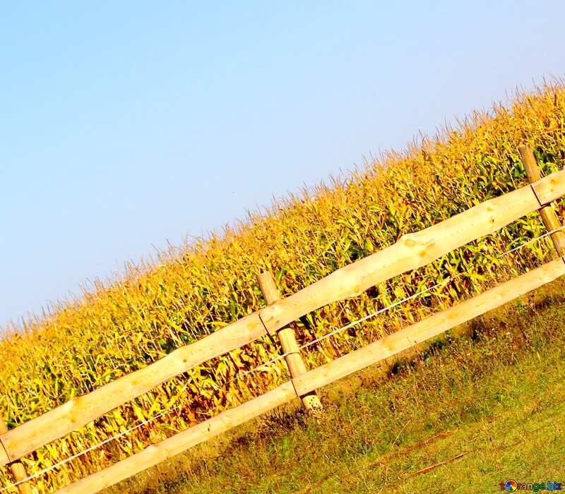 Image for profile picture The corn field behind the fence. №36641