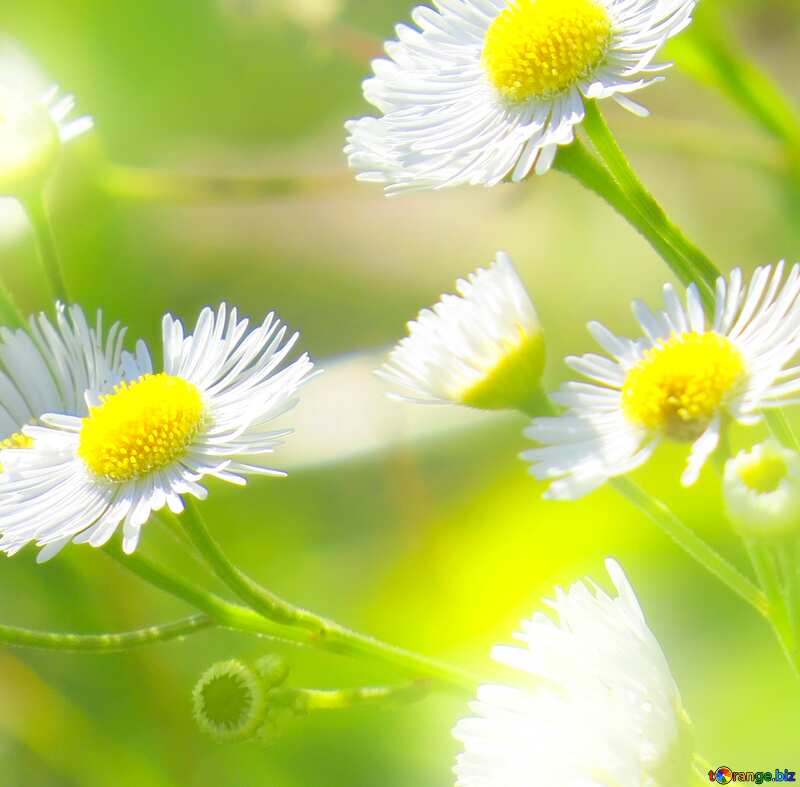Image for profile picture Daisies wallpaper on the desktop. №34394