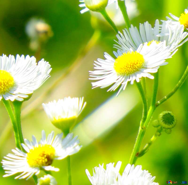 Hình ảnh cúc họa mi: Hãy xem qua bức ảnh này để chiêm ngưỡng vẻ đẹp tuyệt vời của loài hoa cúc họa mi. Với những cánh hoa nhỏ xinh và màu sắc tươi sáng, chúng sẽ là một điểm nhấn rực rỡ cho bất kỳ bức ảnh nào của bạn.