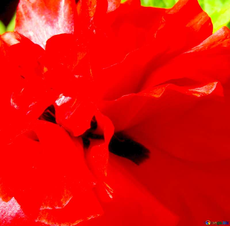 Image for profile picture Flower poppy Red. №37018