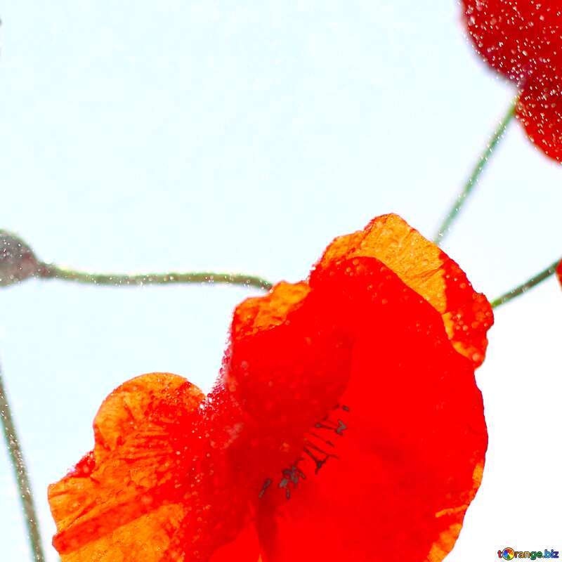 Image for profile picture Flower poppy red with no background. №37070