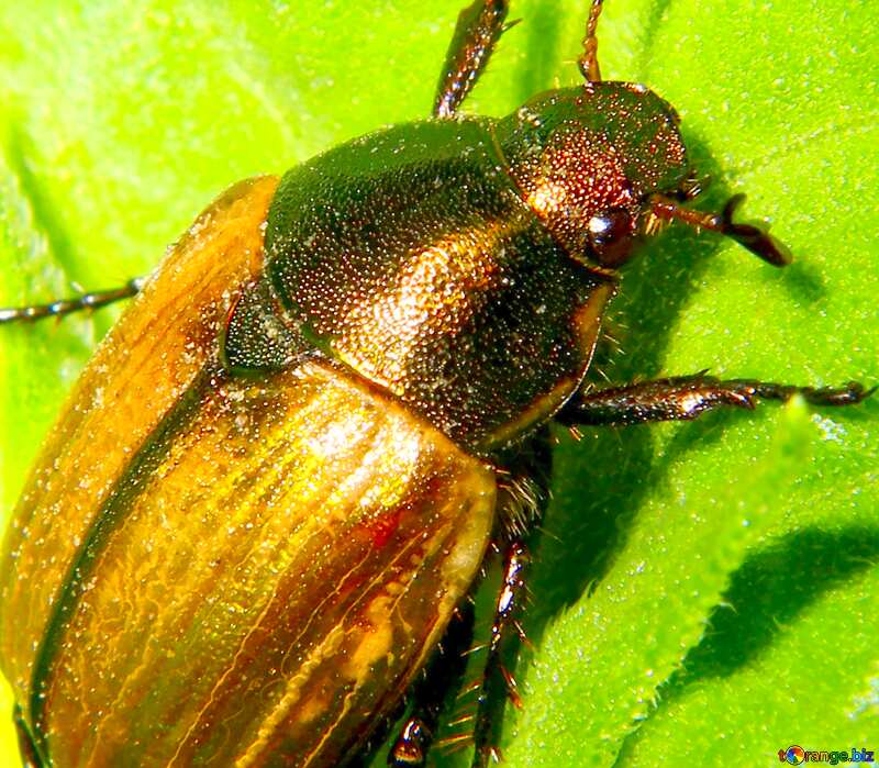 Image for profile picture Grain beetles. №33861
