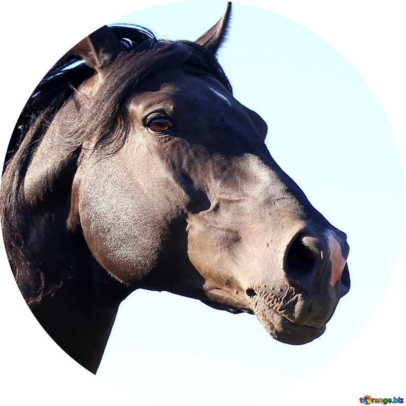 Image for profile picture Horse. №36658