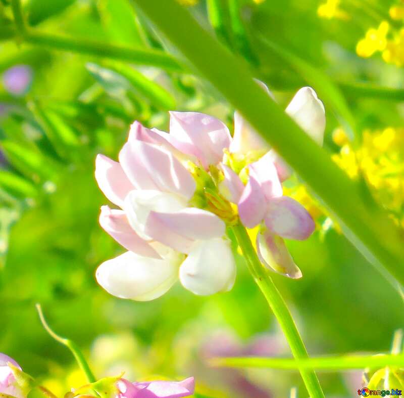 Image for profile picture Multicolored wild flowers are pea. №34385