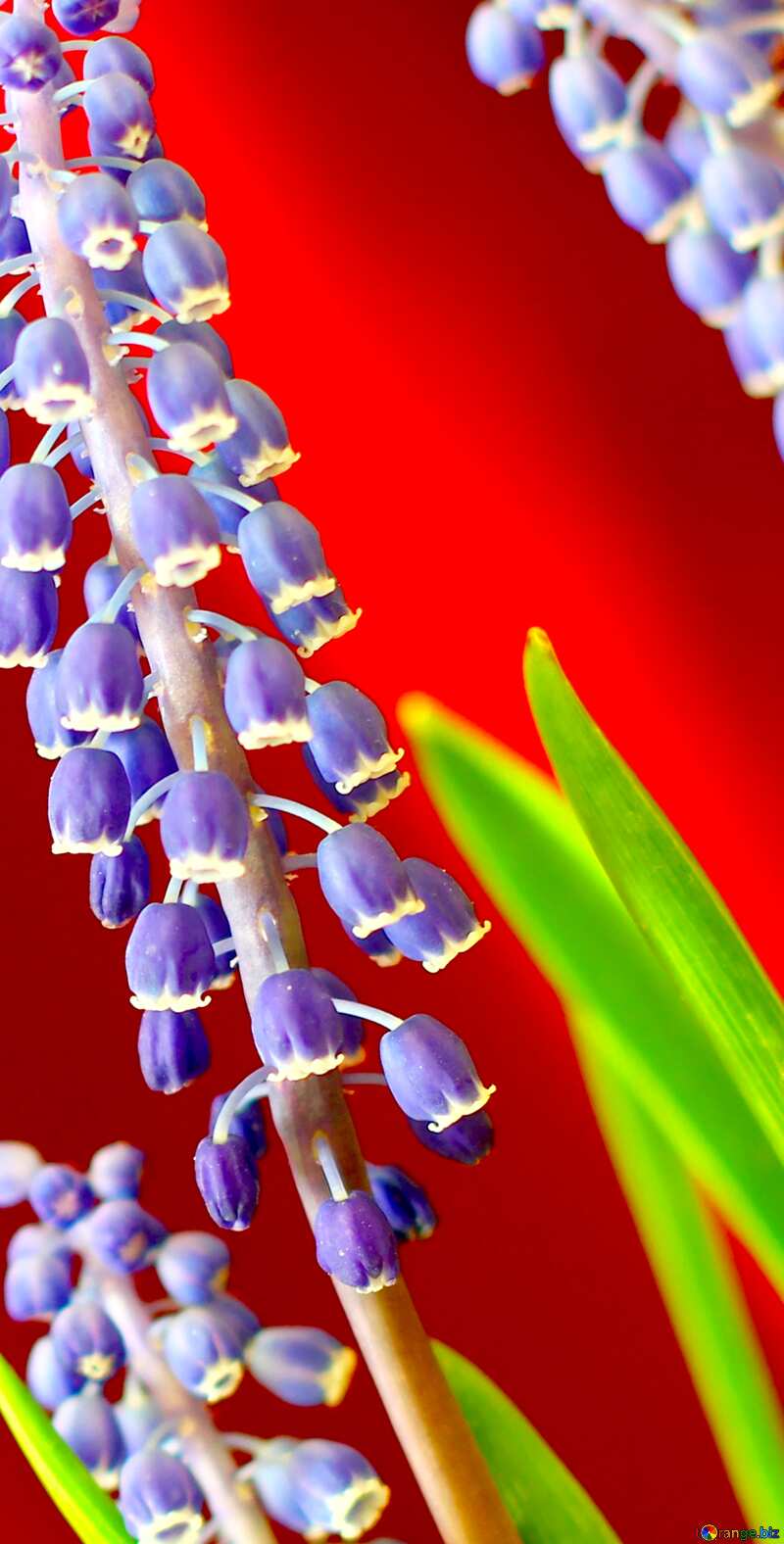 Image for profile picture Muscari flower. №29780