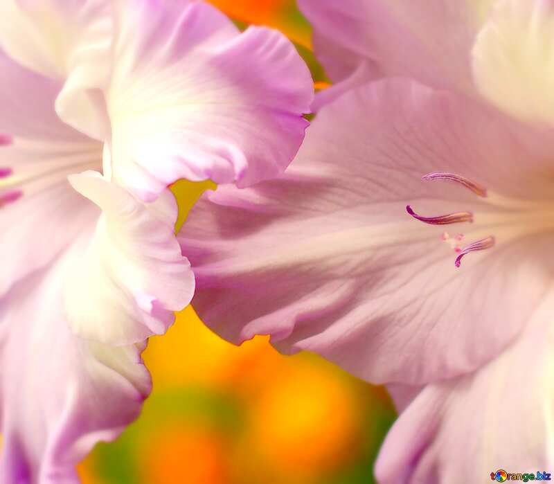 Image for profile picture Picture gladiolus for congratulations. №33747