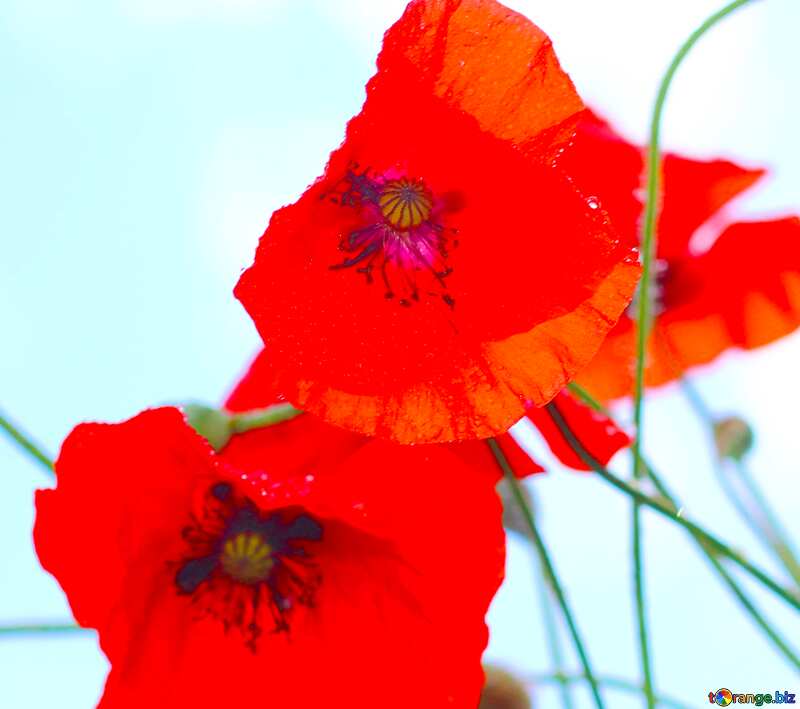 Image for profile picture Poppy flowers. №37054