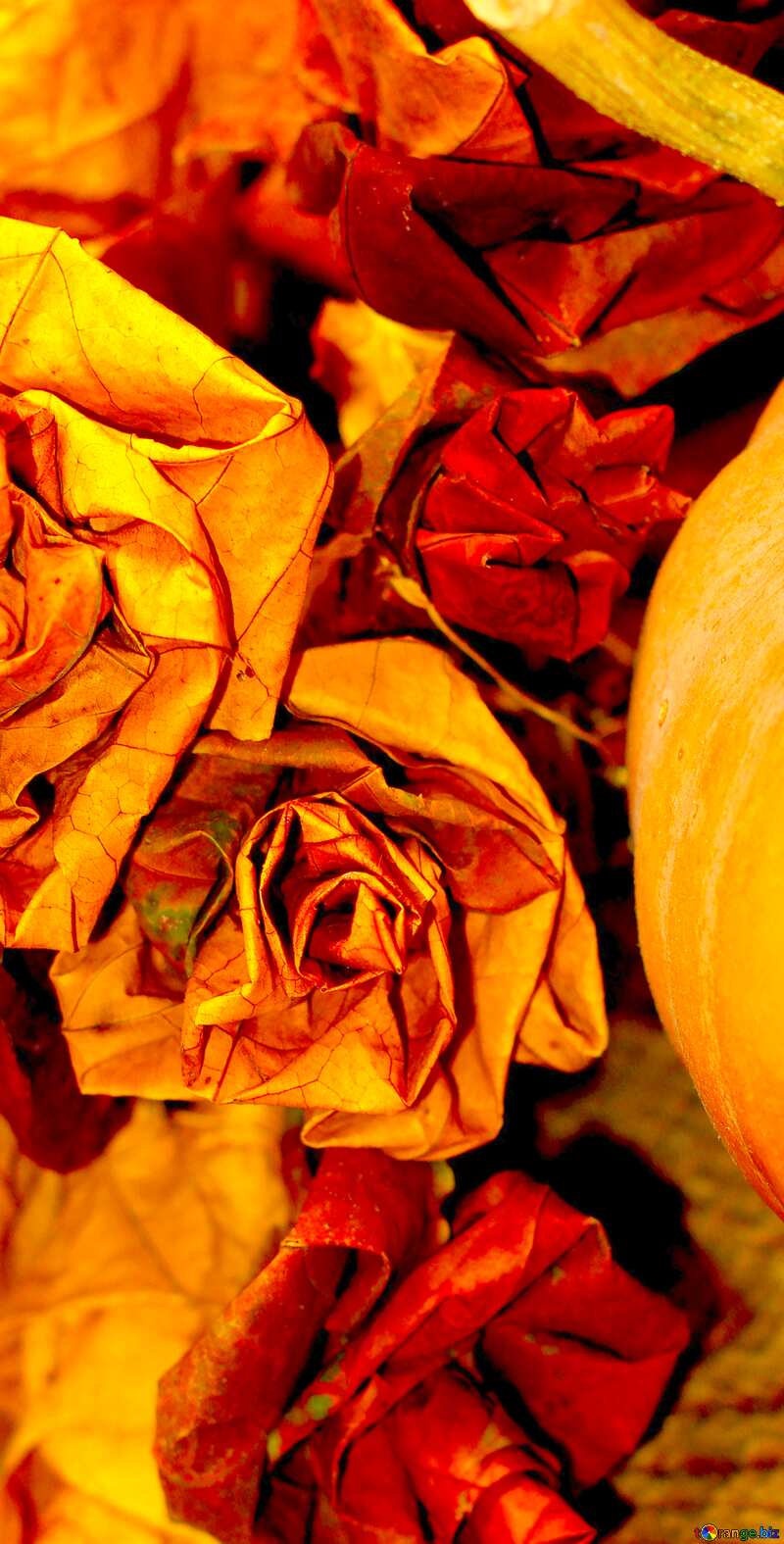 Image for profile picture Pumpkin in the fall. №36021