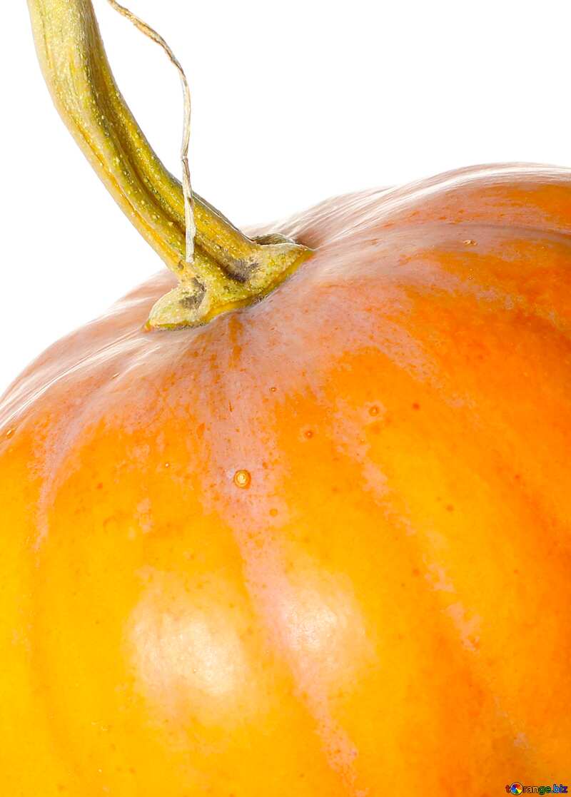 Image for profile picture Pumpkin in isolation without background. №34970