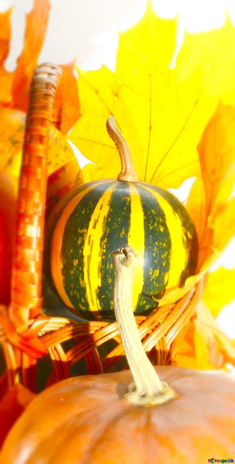 Image for profile picture Pumpkins in the fall. №35297