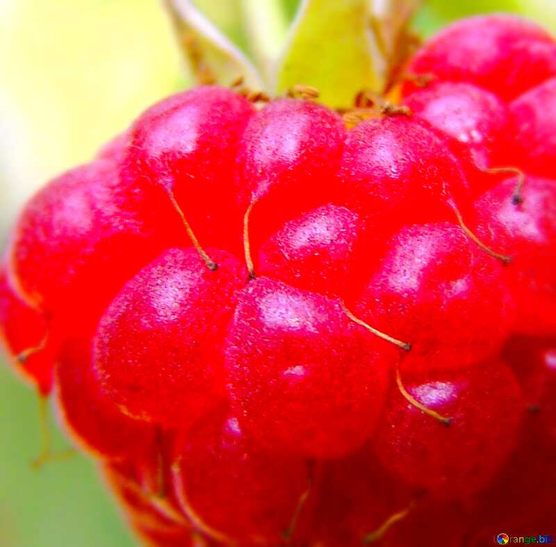 Image for profile picture Raspberry close-up. №334