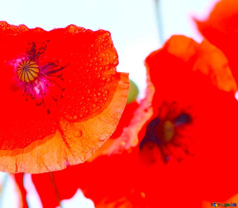 Image for profile picture Red poppies on white background. №37058
