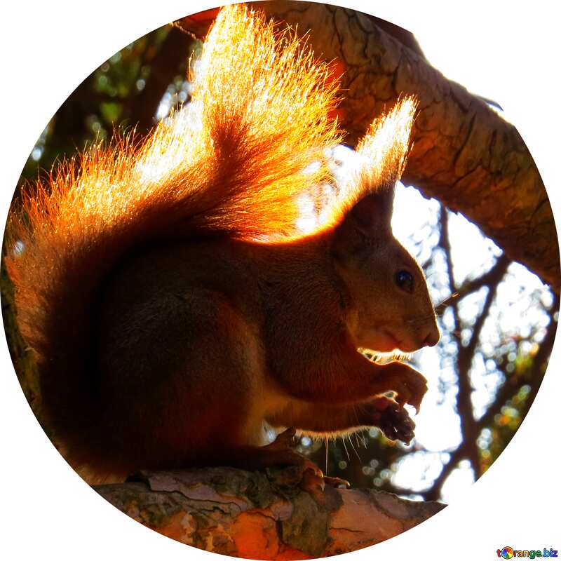 Image for profile picture Squirrel on tree. №35685