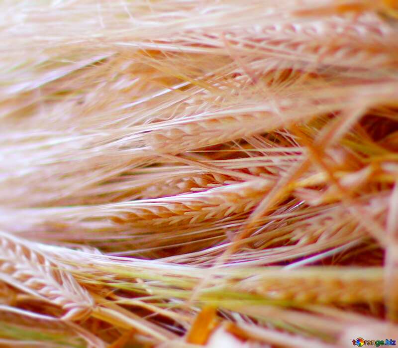 Image for profile picture Wheat ear. №36263
