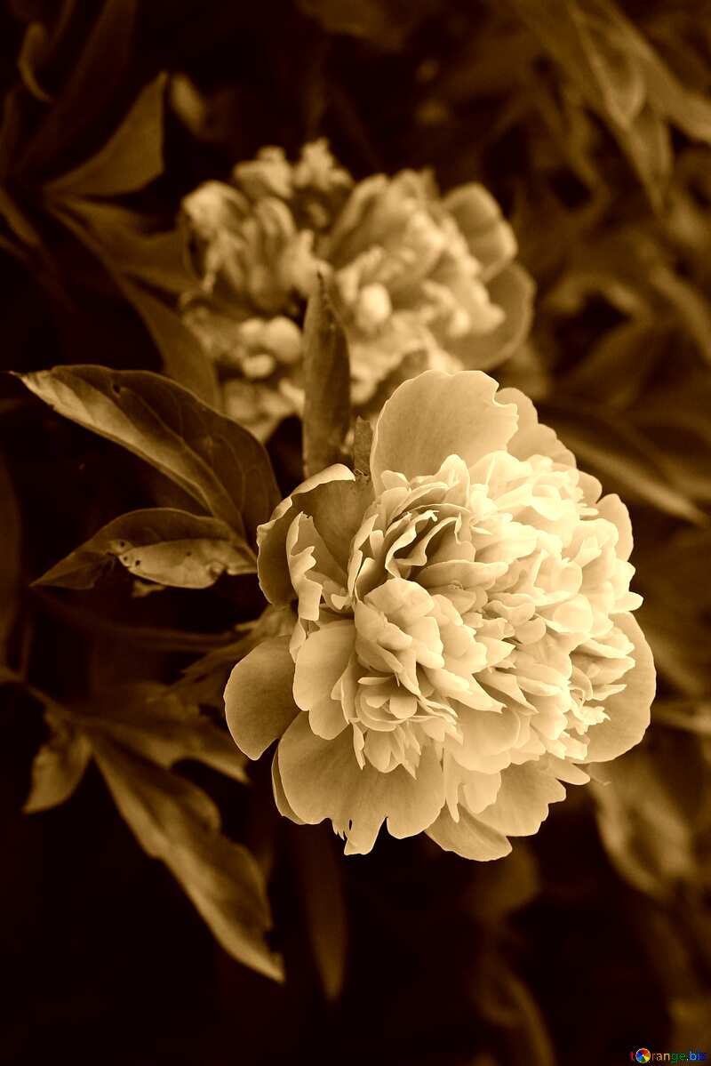 Monochrome. Flowers of peonies. №32639