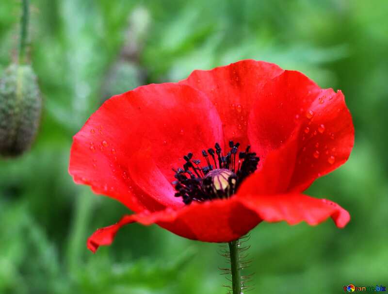 One Poppy flower №34254