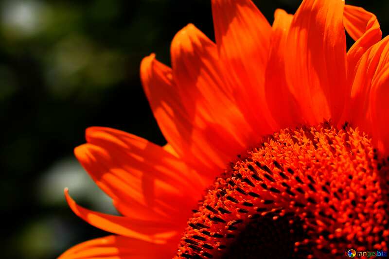 Orange color. Congratulation flower form. №32829