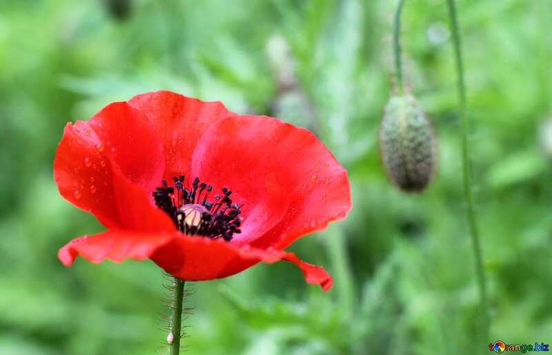 Poppy flower on field №34254