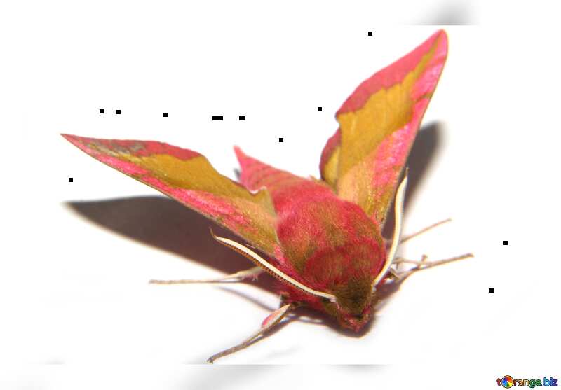 Red night moth №34304