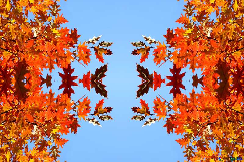 Texture. Autumn picture. №38531