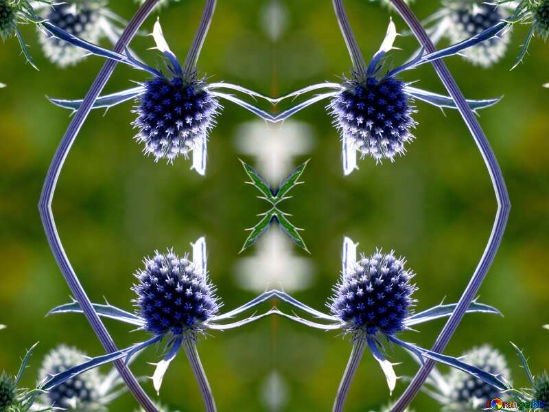 Texture. Blue spiny flower field. №34405