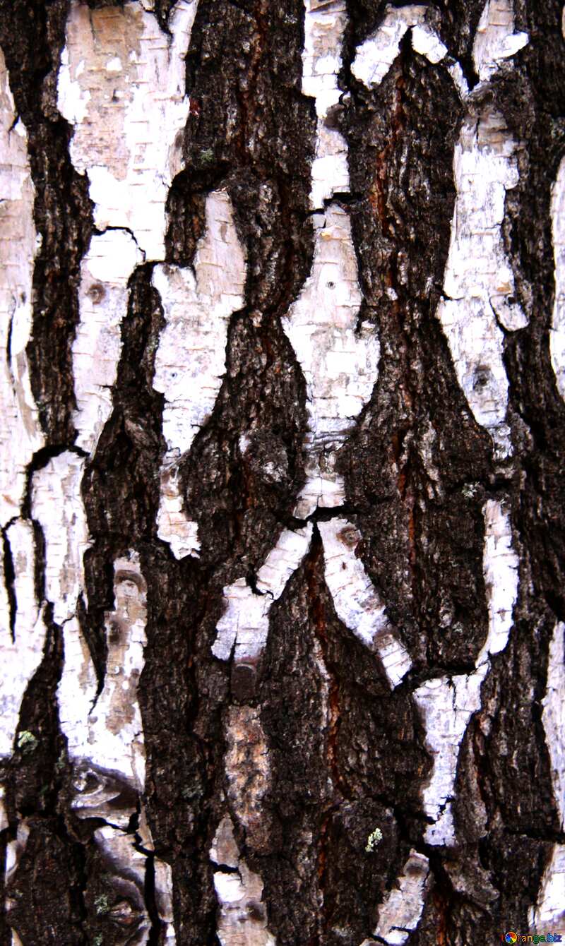 Texture.  Old birch. Texture .. №3367