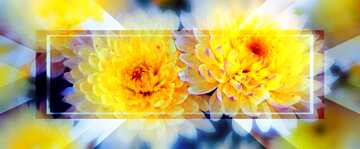 FX №190691 Chrysanthemum autumn flower Template Banner