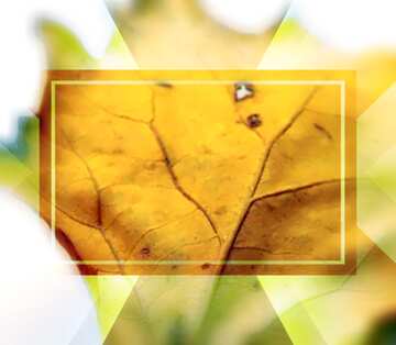 FX №190137 Autumn leaf Infographic Design