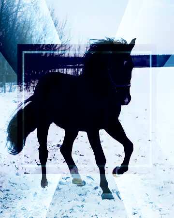 Black Horse Image Horse In Winter Images Snow Torange Biz Free Pics On Cc By License