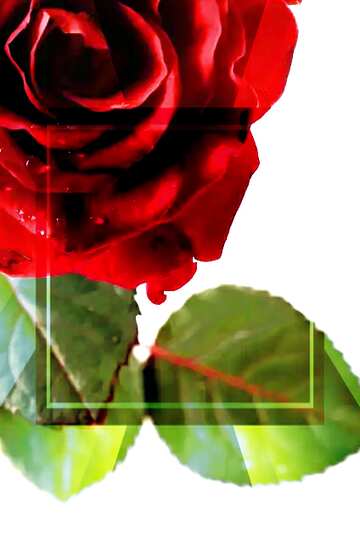 FX №190307  Rose flower Birthday Card Design Template