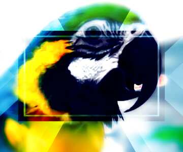 FX №190939 Beak large parrot Macaw Infographic Design Template
