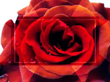 FX №190296 Rose flower Template frame